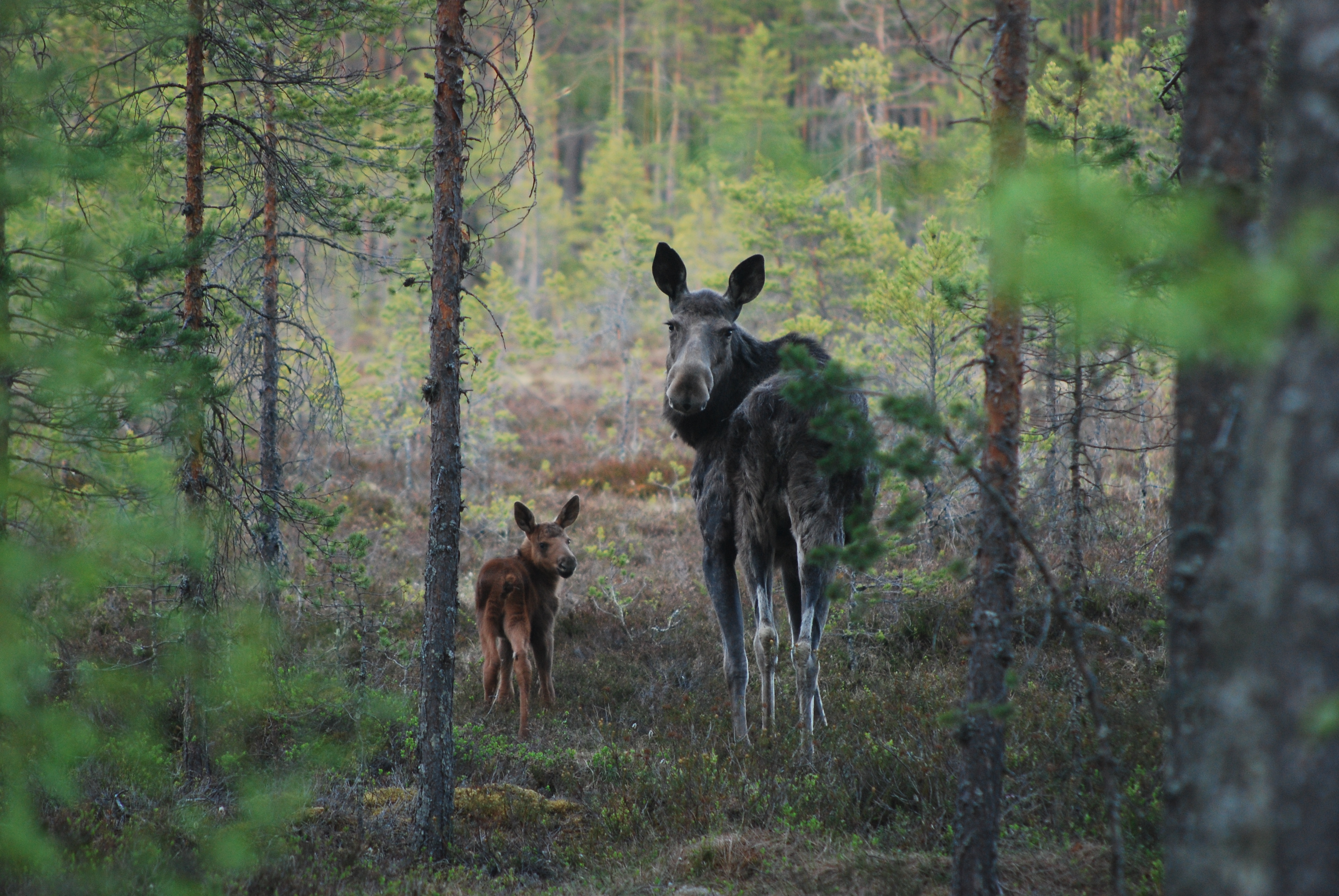 Älgar