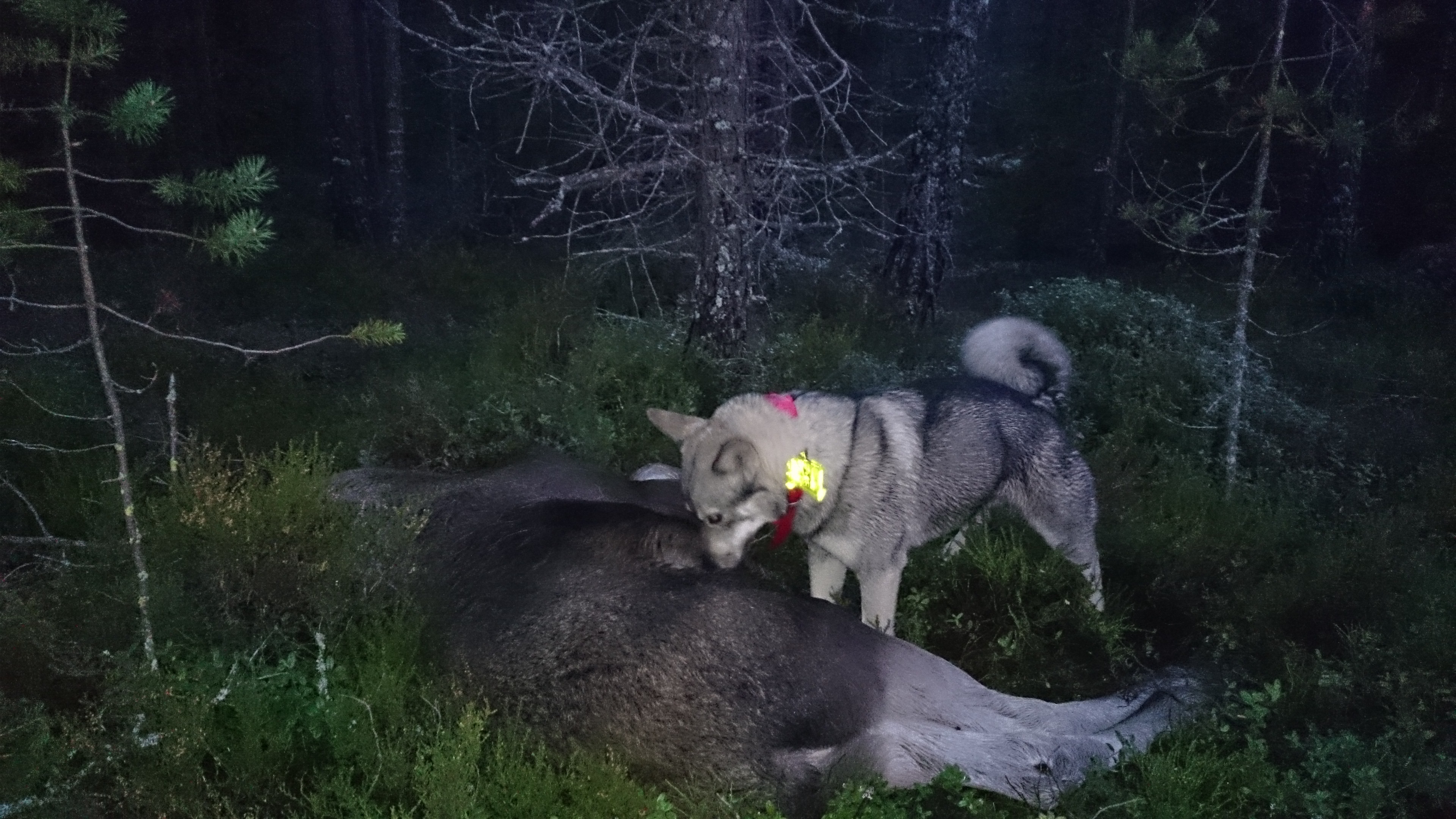 Ada med kalv 