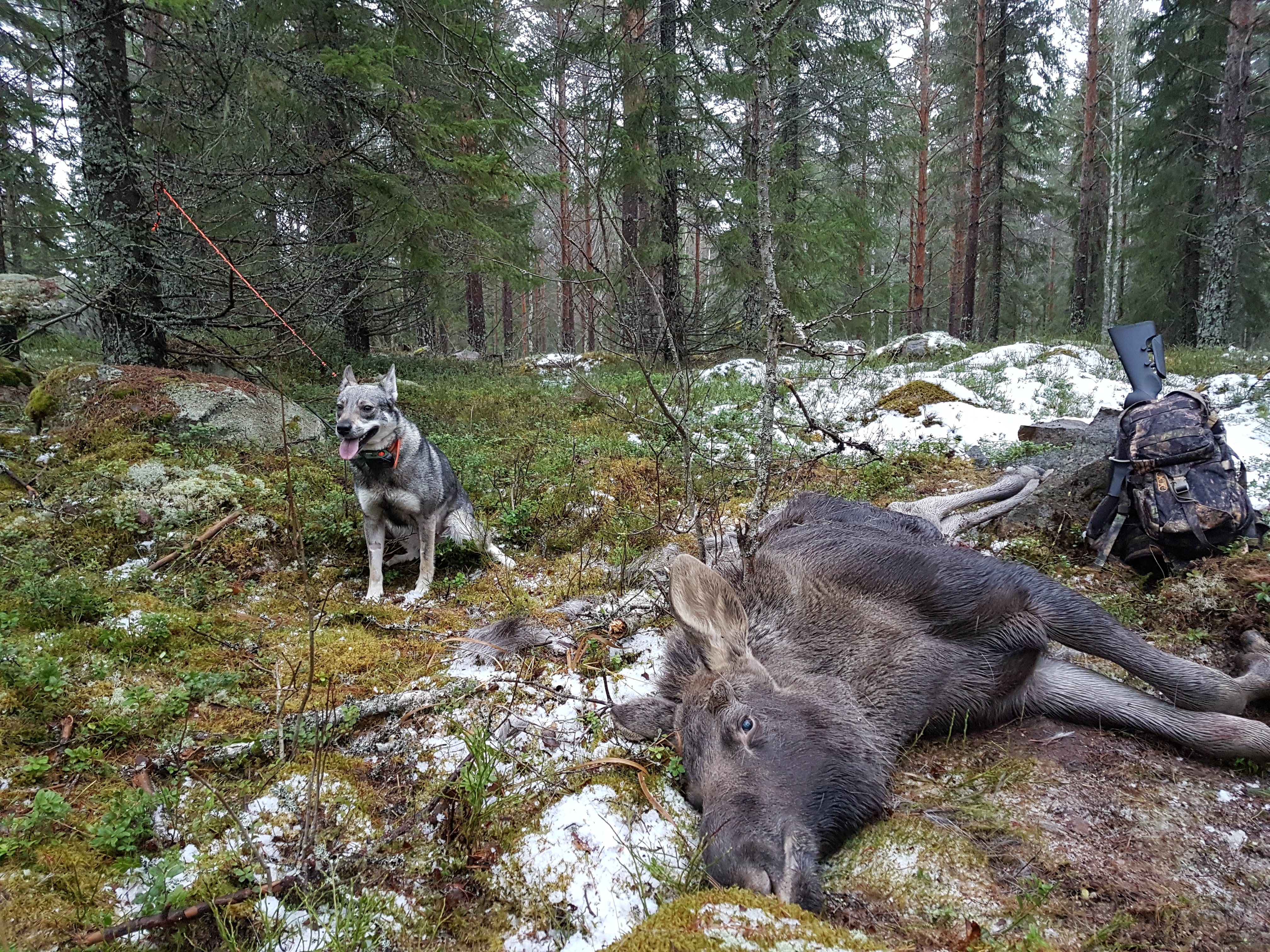 Ada med kalv 