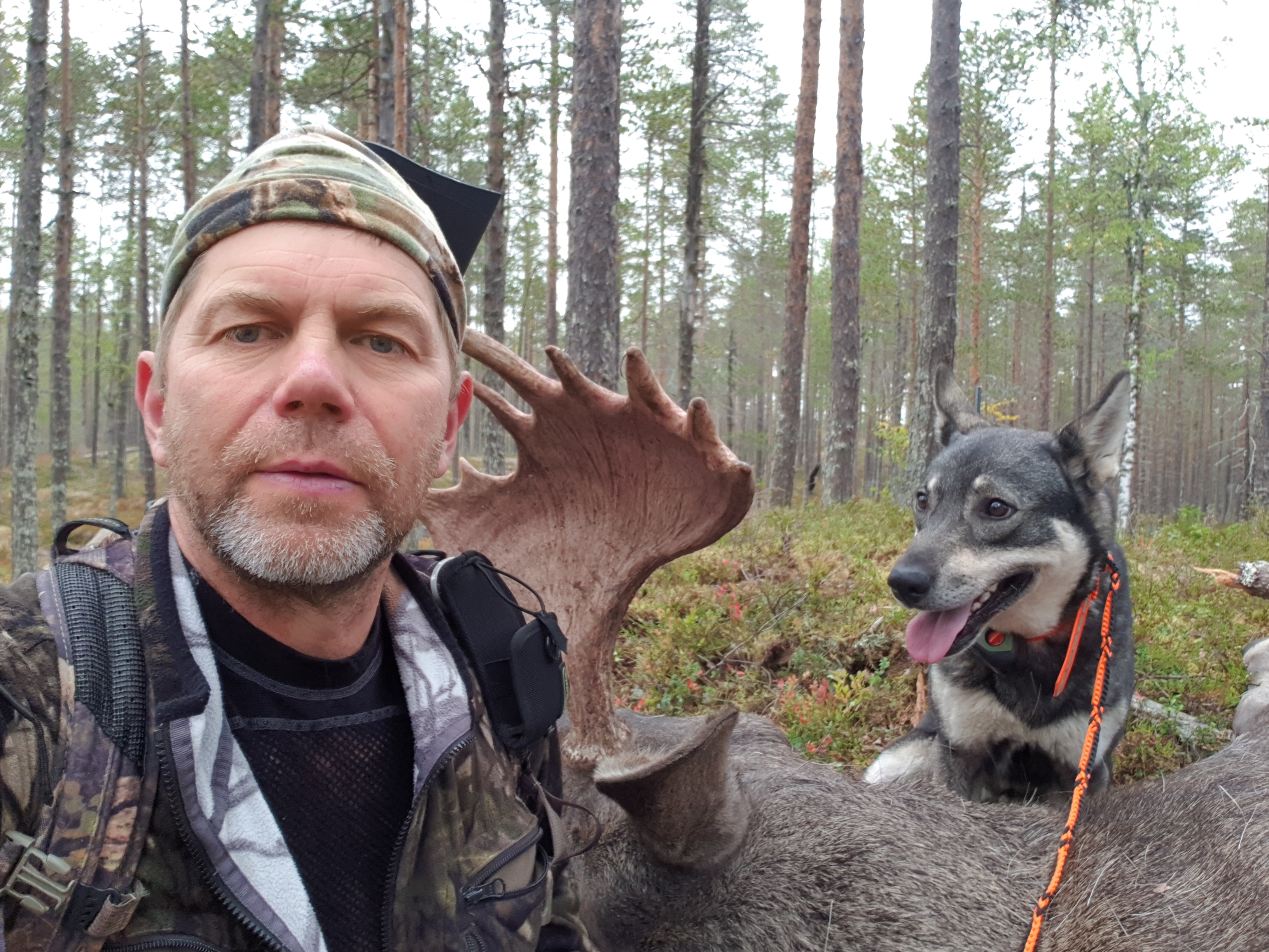 Calla med guldtjur
