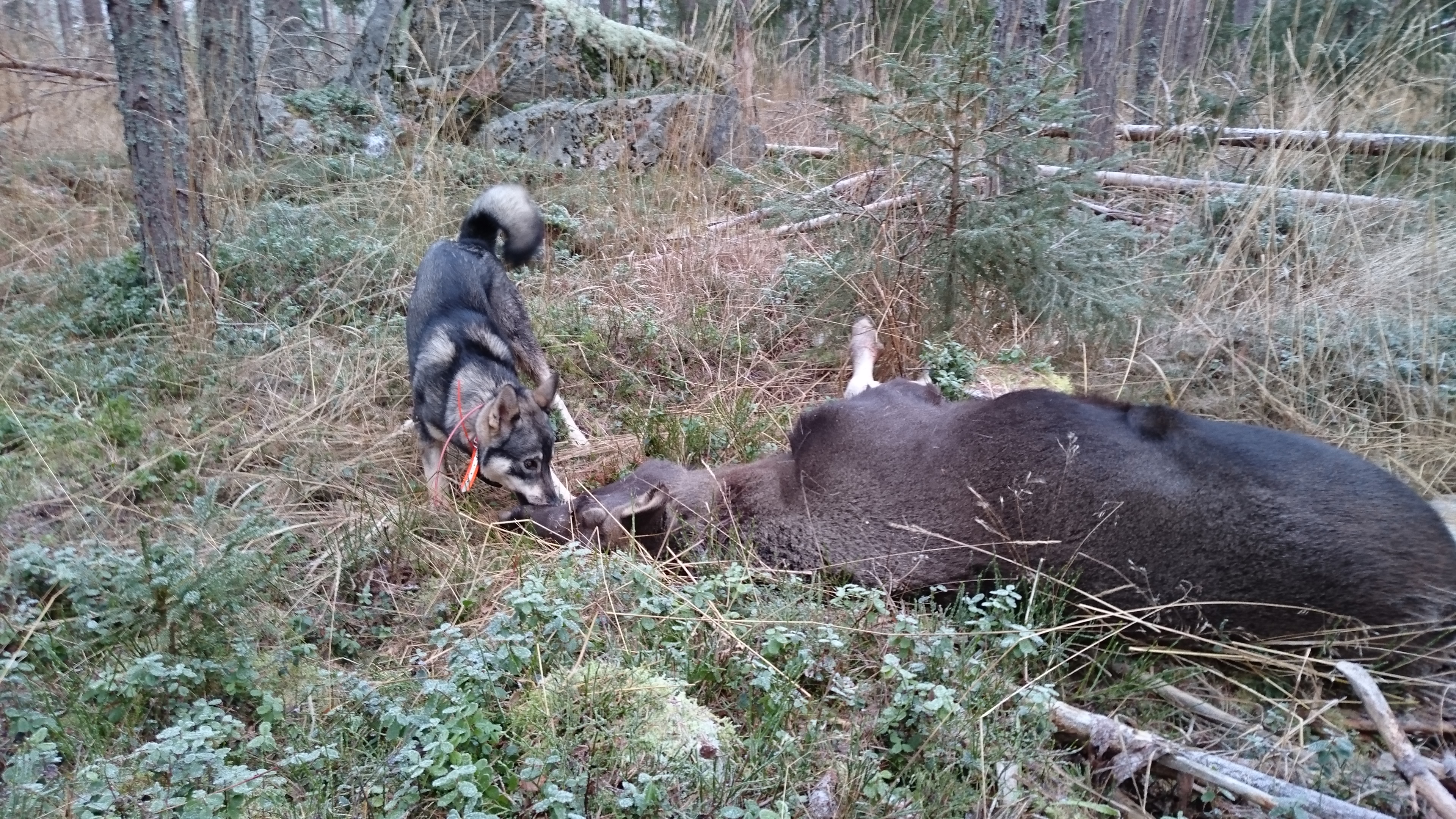 Callas första älg 20151230