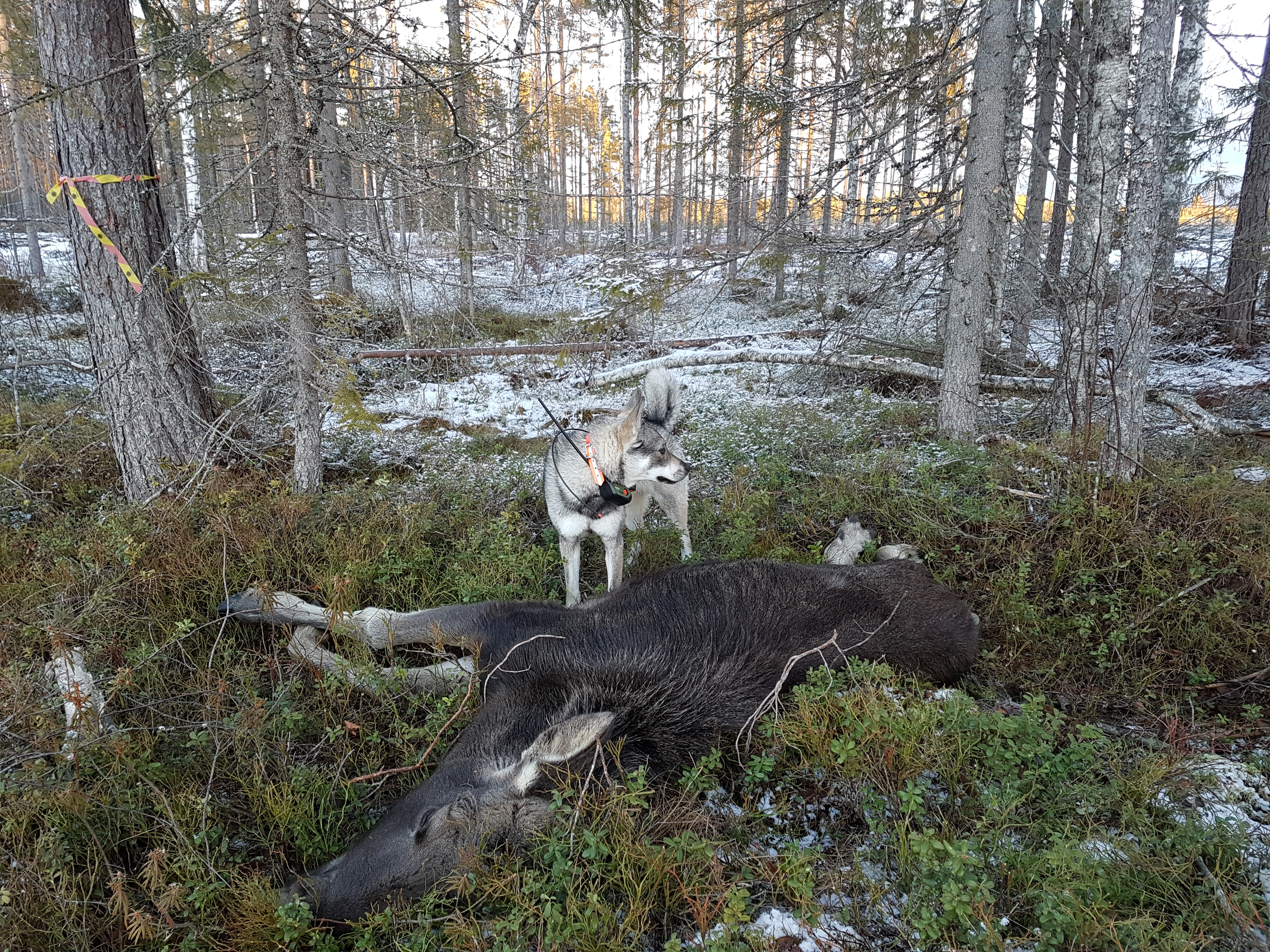 Doris första älg