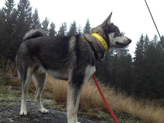 Flottsjöbergets Baron