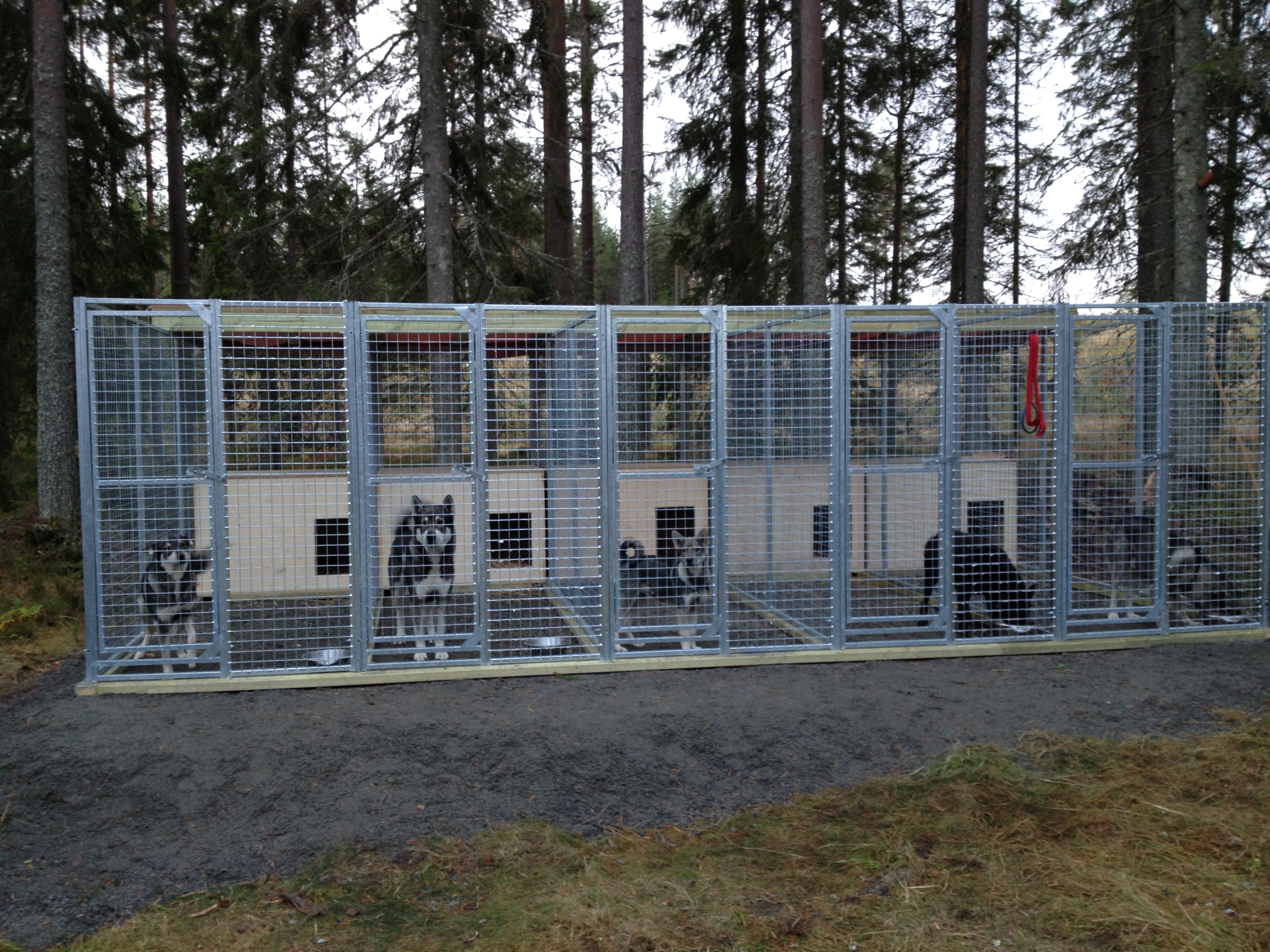 Hundgårdar i Betlehem