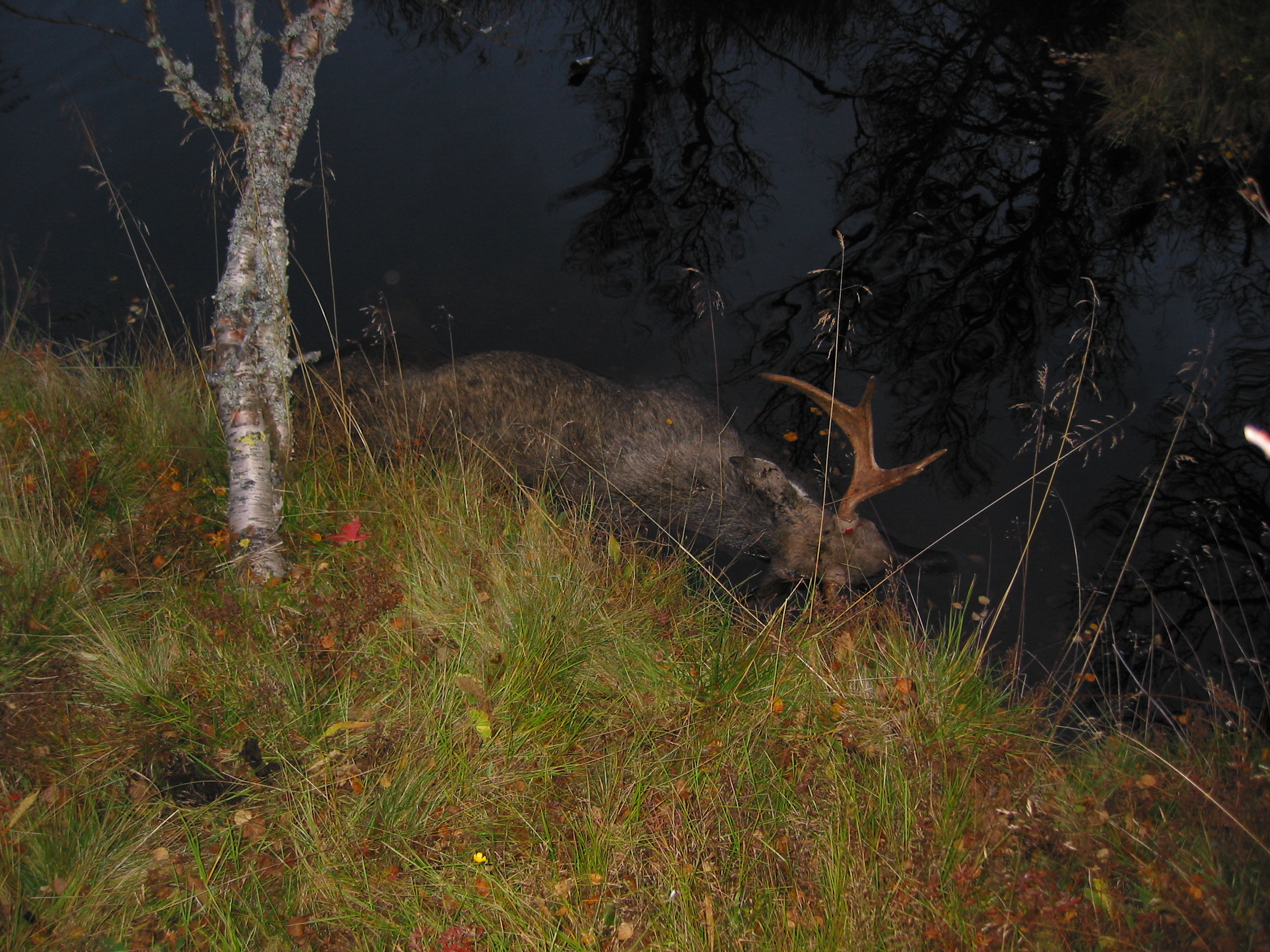 Lövhögen 2004