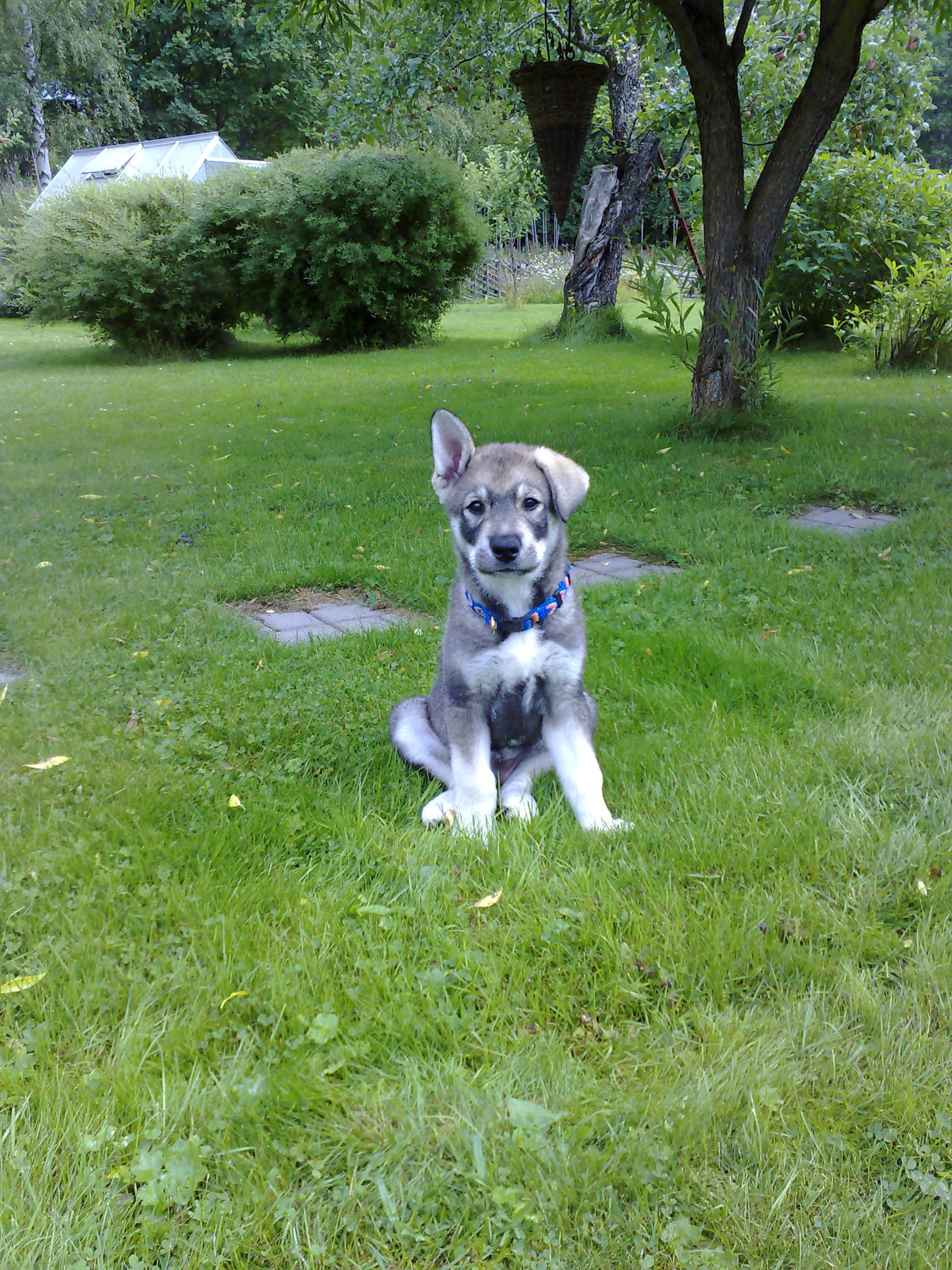 Rocky 