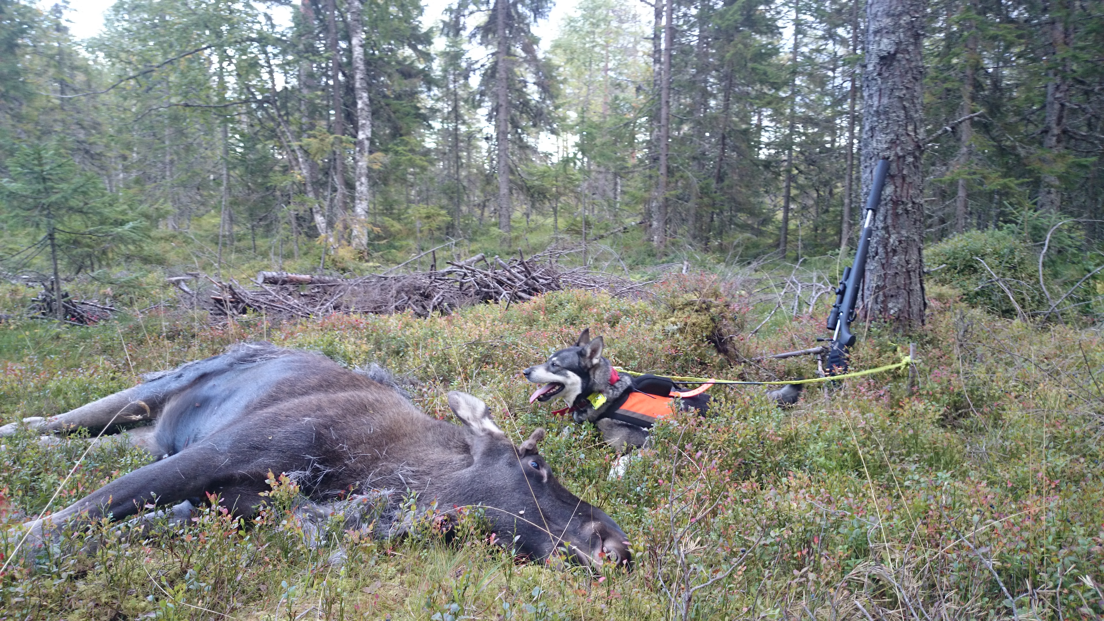 Smilla varm dag i september