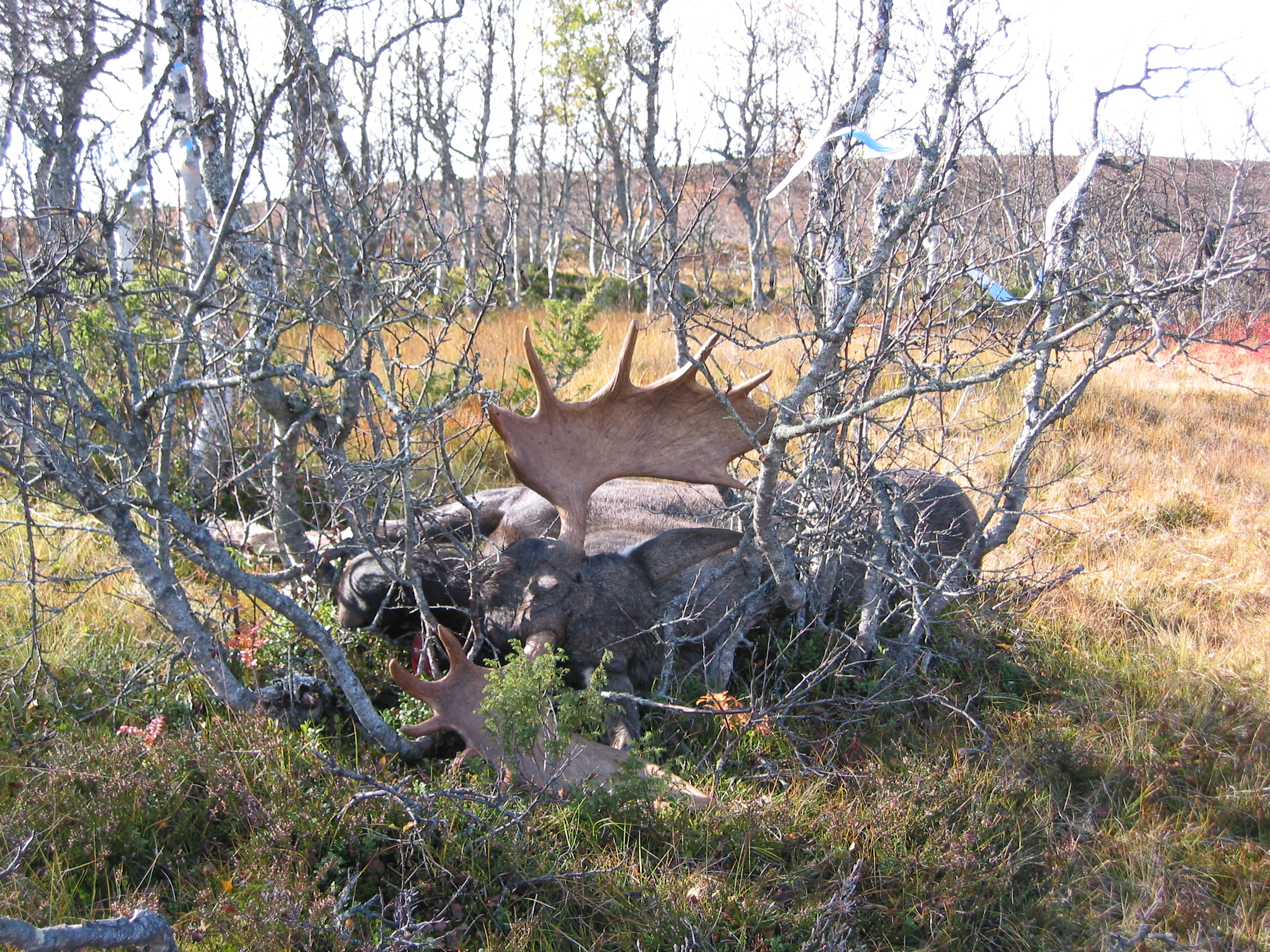 Stor tjur i Lövhögen 2004