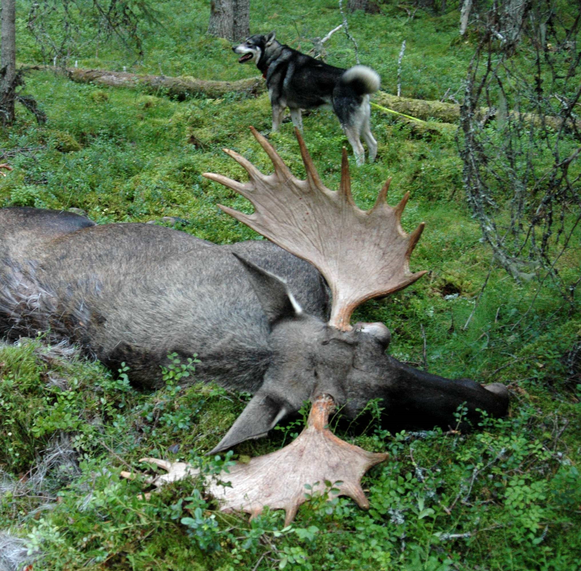Vick med guldtjur