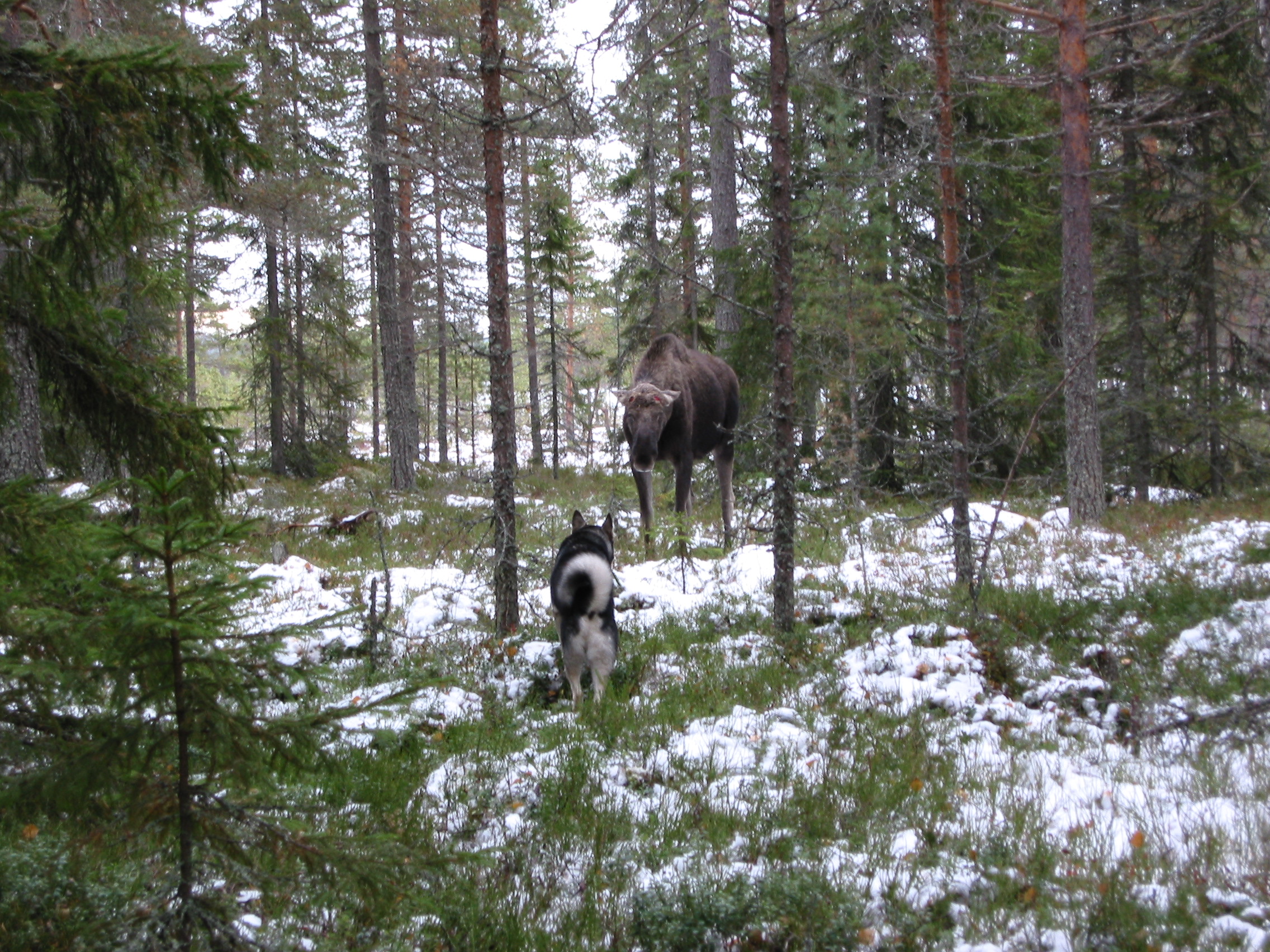Vick med hornlös