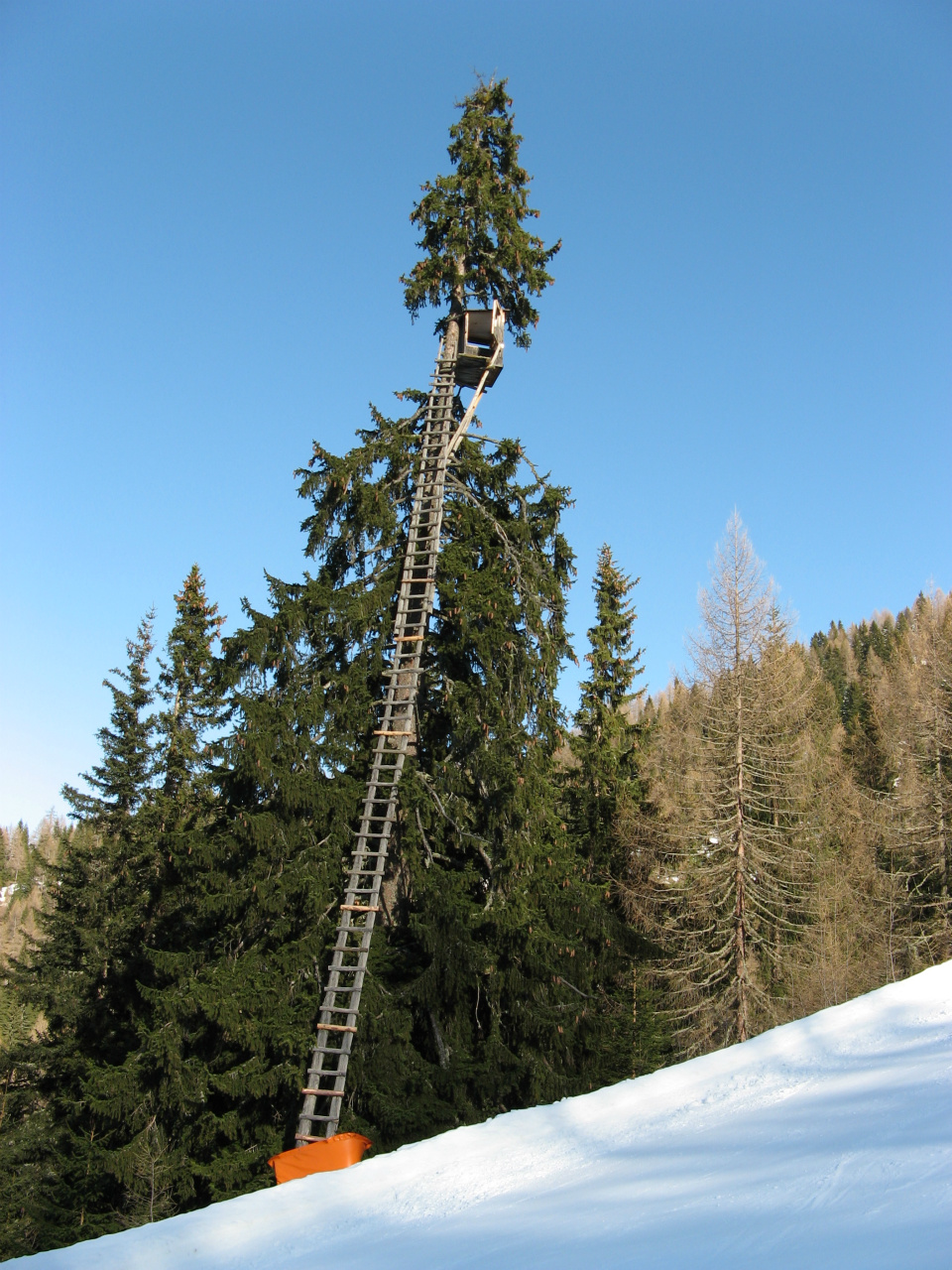 Älgpass?