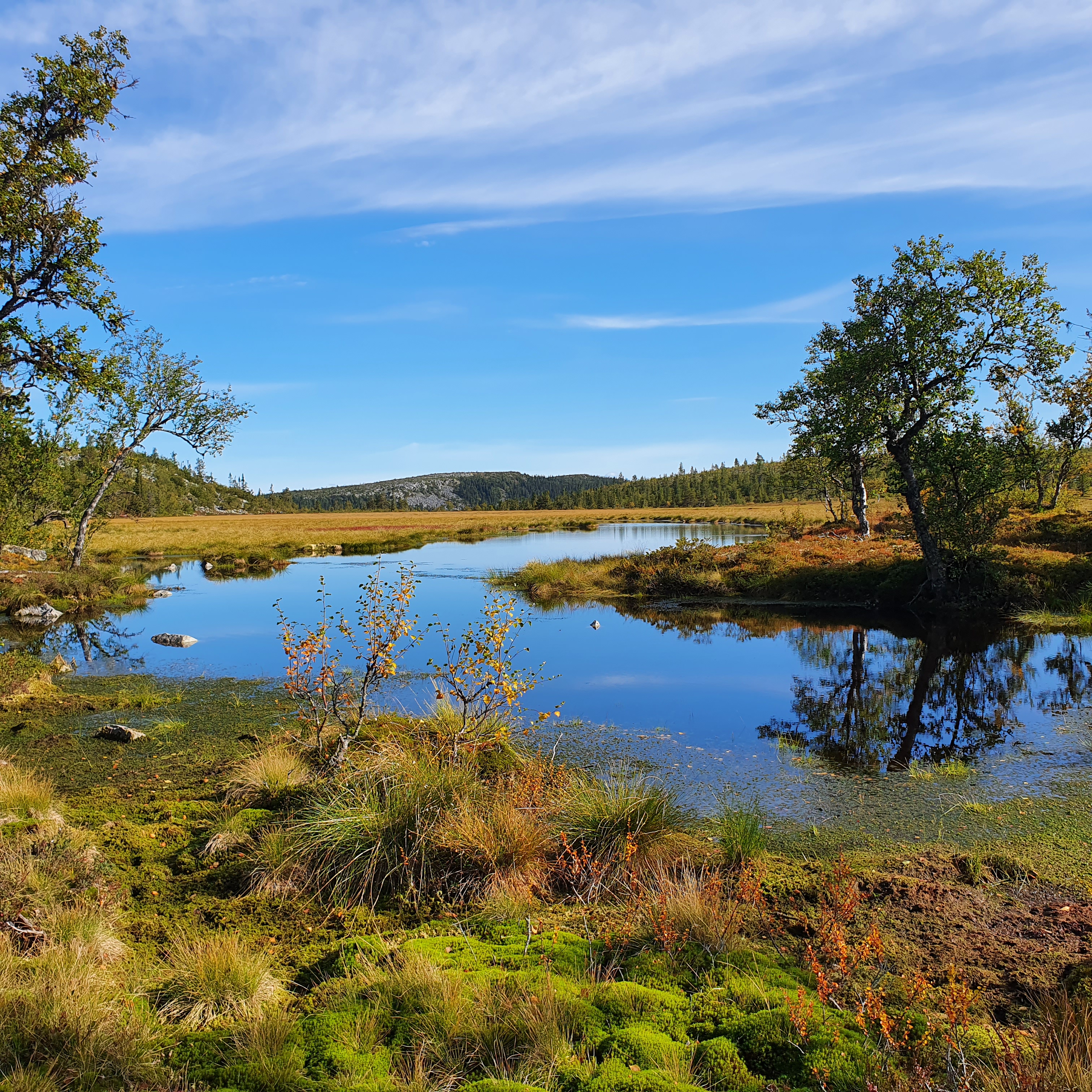 Dörrsvålen