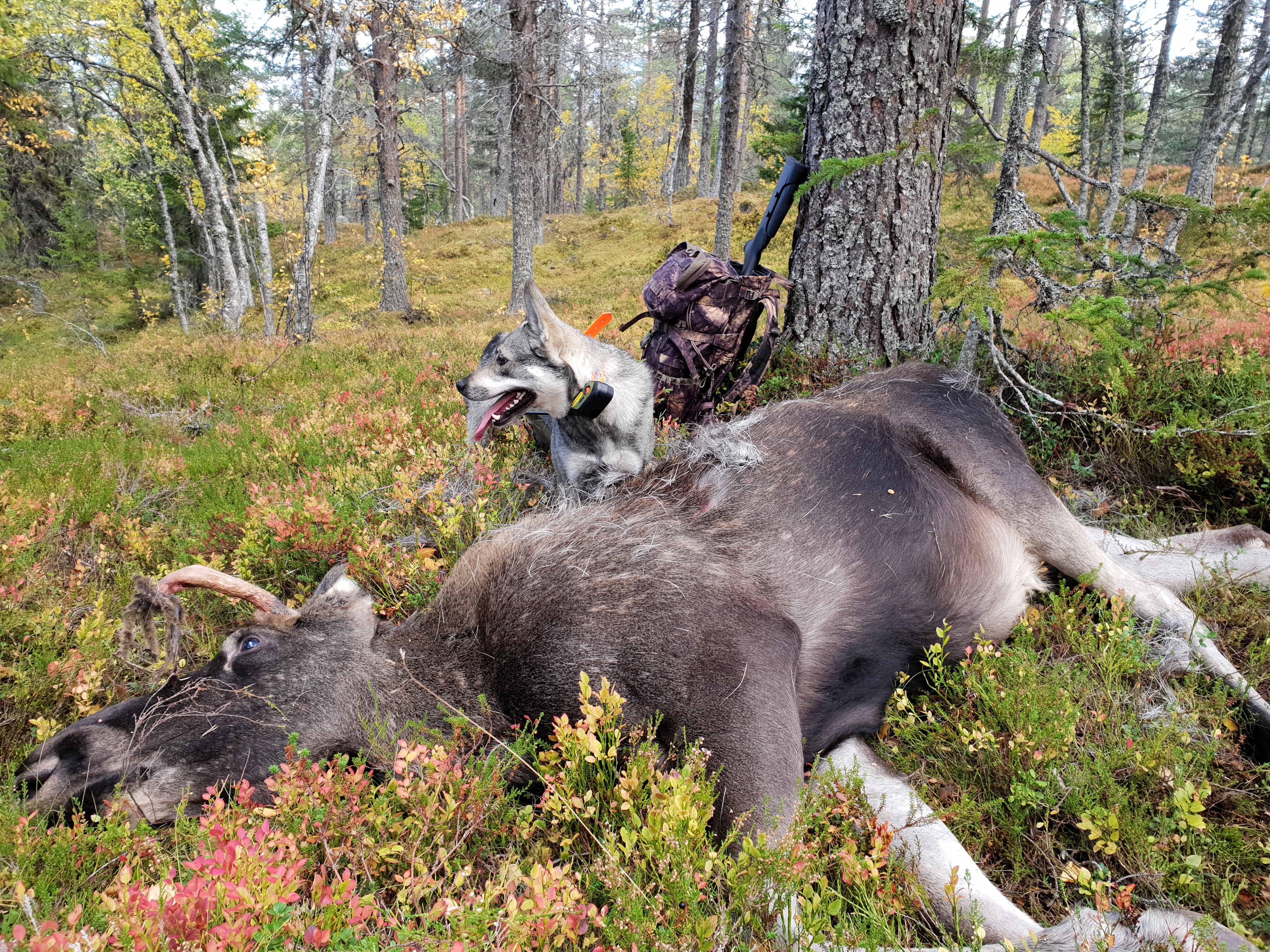 Doris i Härjedalen