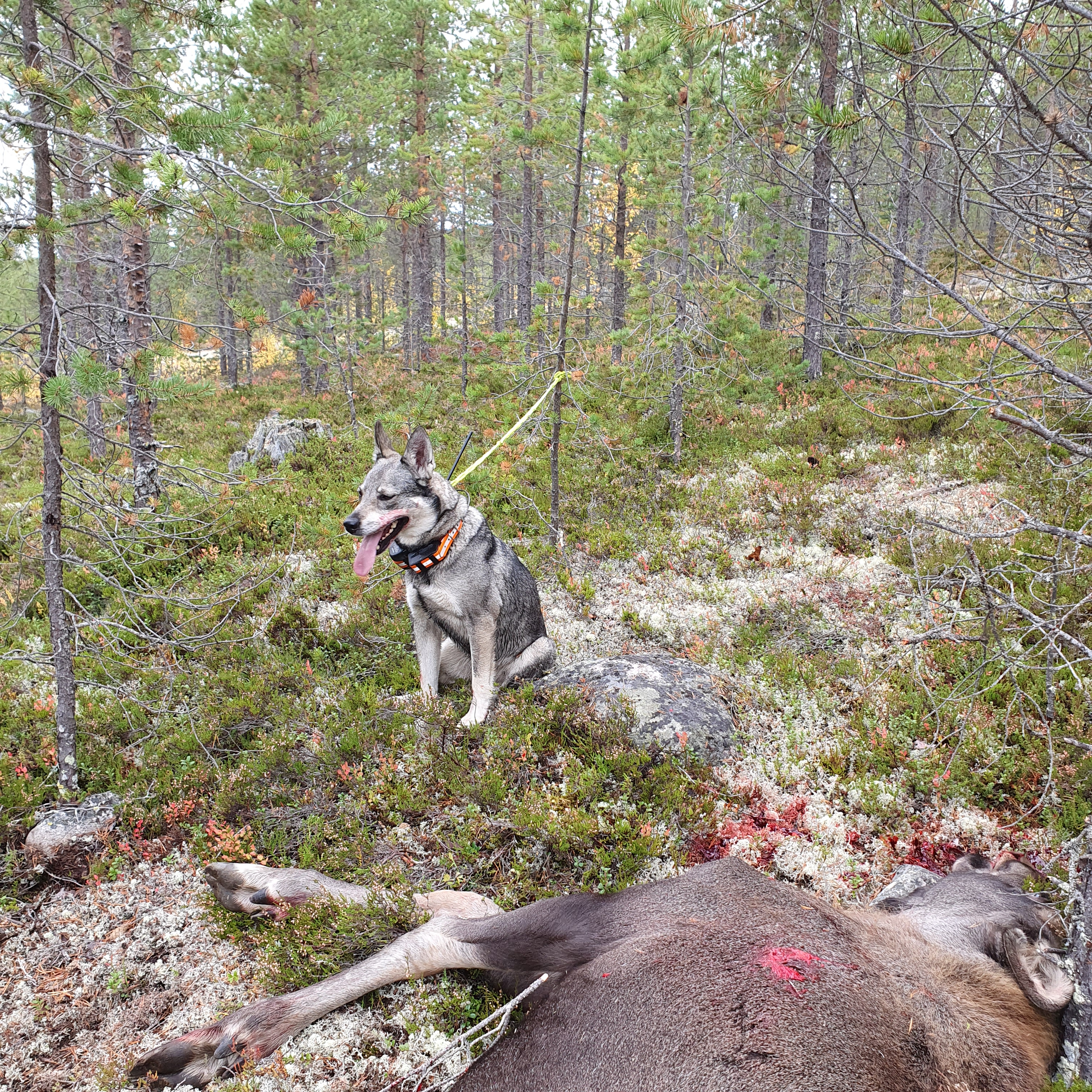 Doris med kalv nr 1