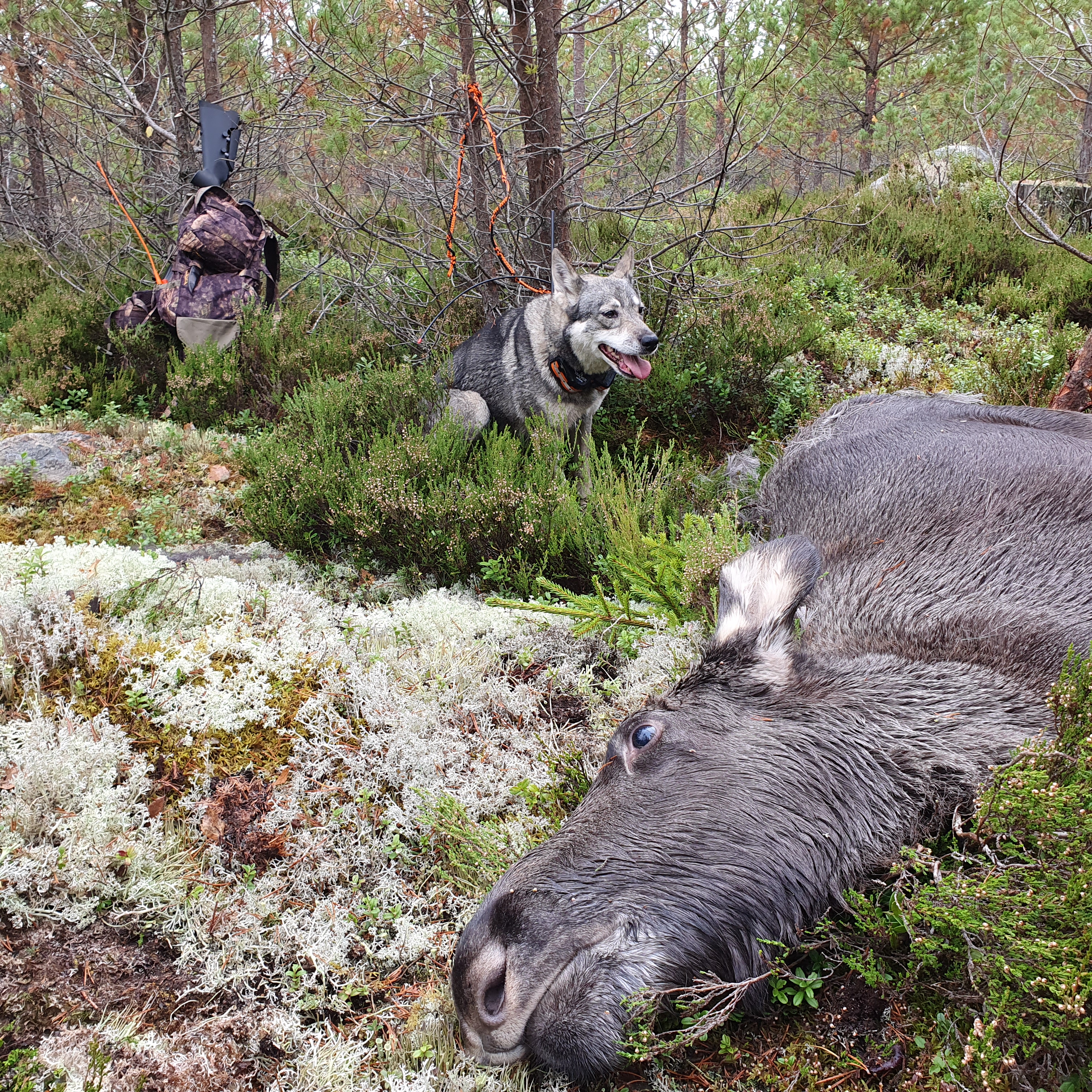 Doris med kalv nr 2