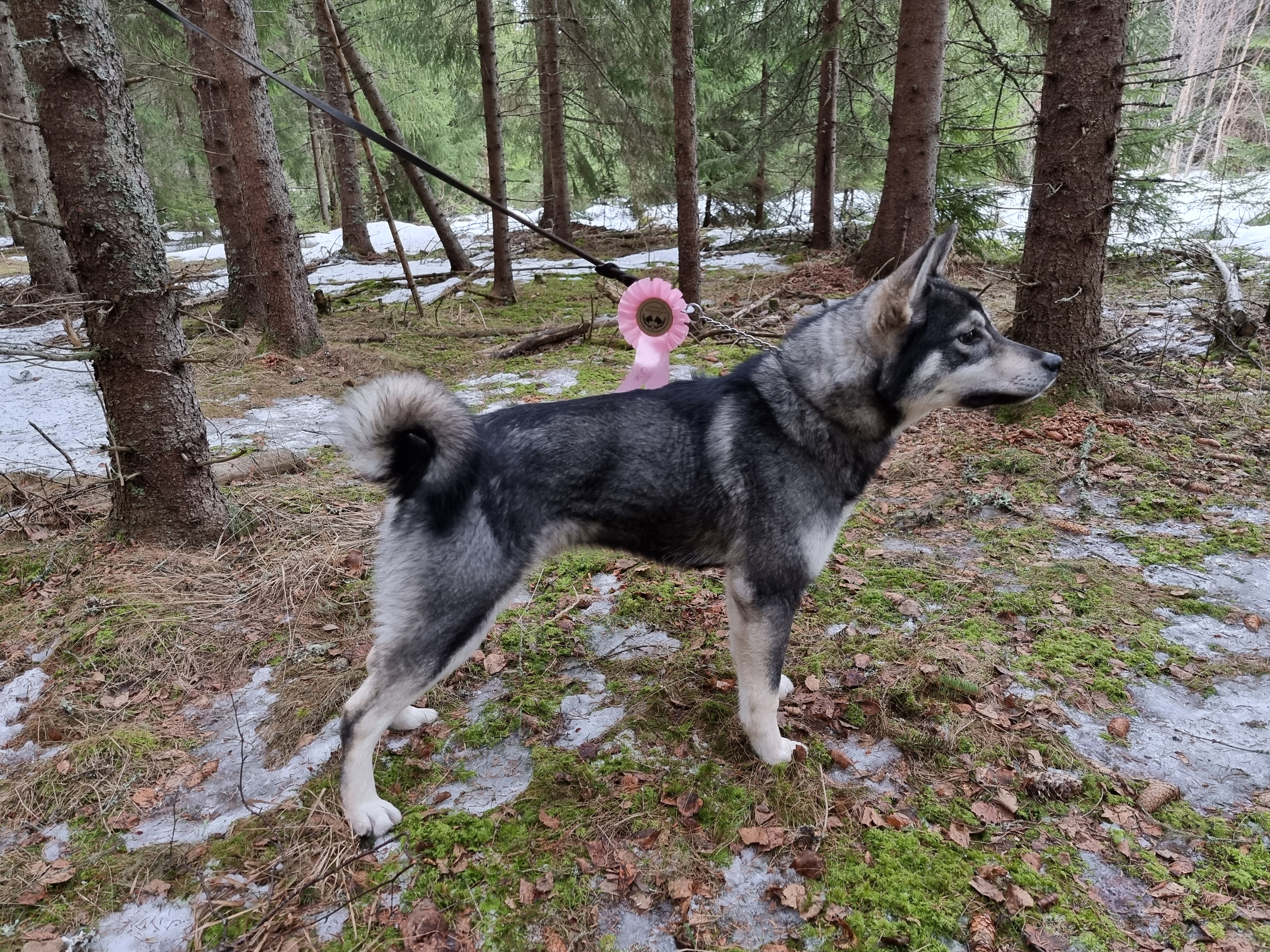Flottsjöbergets Ida